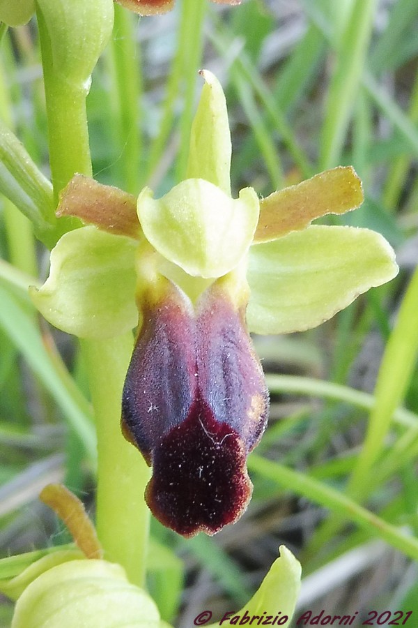 Ophrys  fusca ?